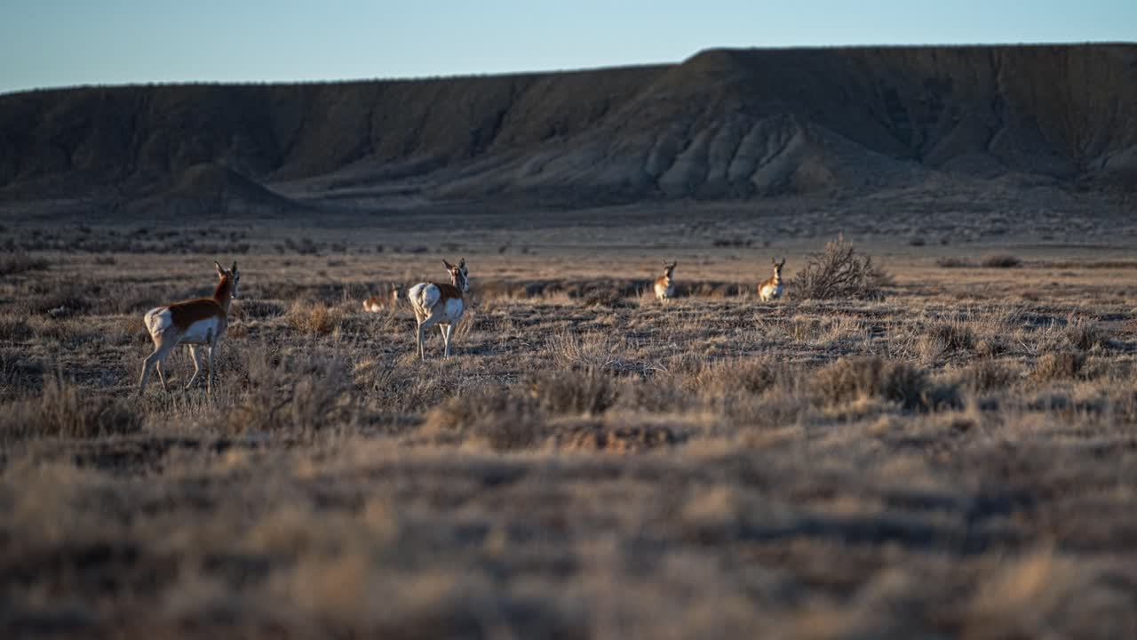 Slow motion of pronghorn antelope in desert plains, standing alert in golden sunset light walking to join group
