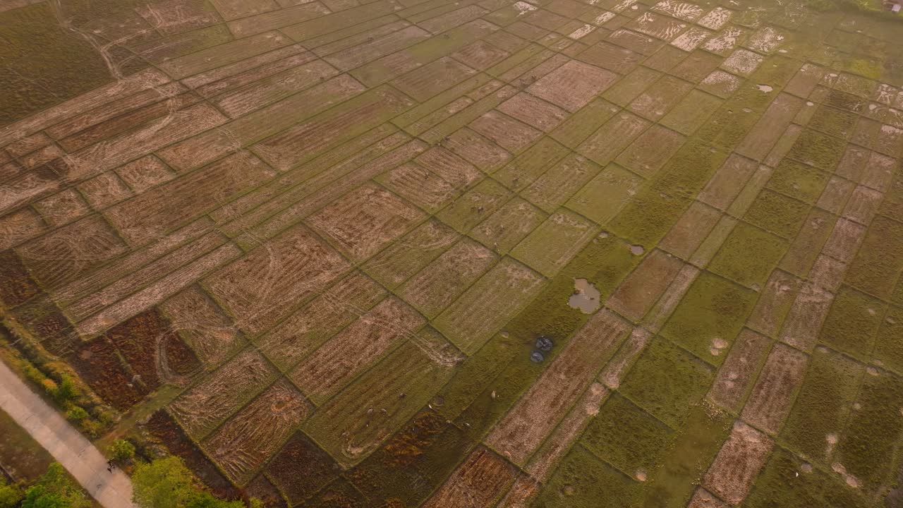 imágenes aéreas de 4k de vacas caminando por los campos de arroz durante un amanecer en tailandia, asia, koh yao noi
