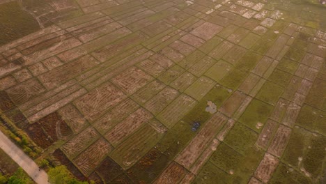 Imágenes-Aéreas-En-4k-De-Vacas-Caminando-Por-Campos-De-Arroz-Durante-Un-Amanecer-En-Tailandia,-Asia,-Koh-Yao-Noi