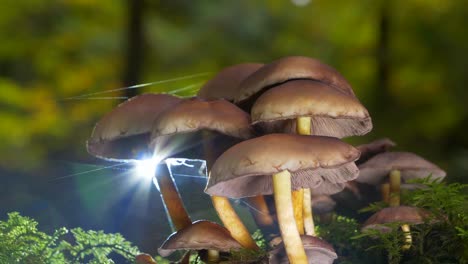 macro shot of dangerous mushrooms in forest and dazzling sunlight in background