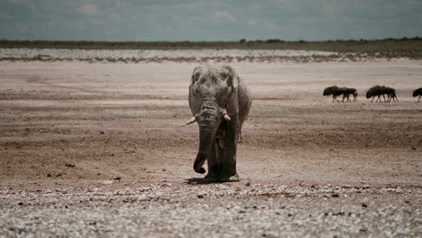 african elephant in a dry savanna