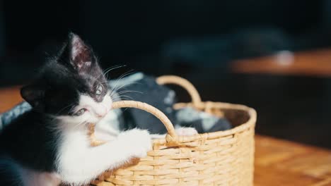 two cute little kittens are playing in a wicker basket