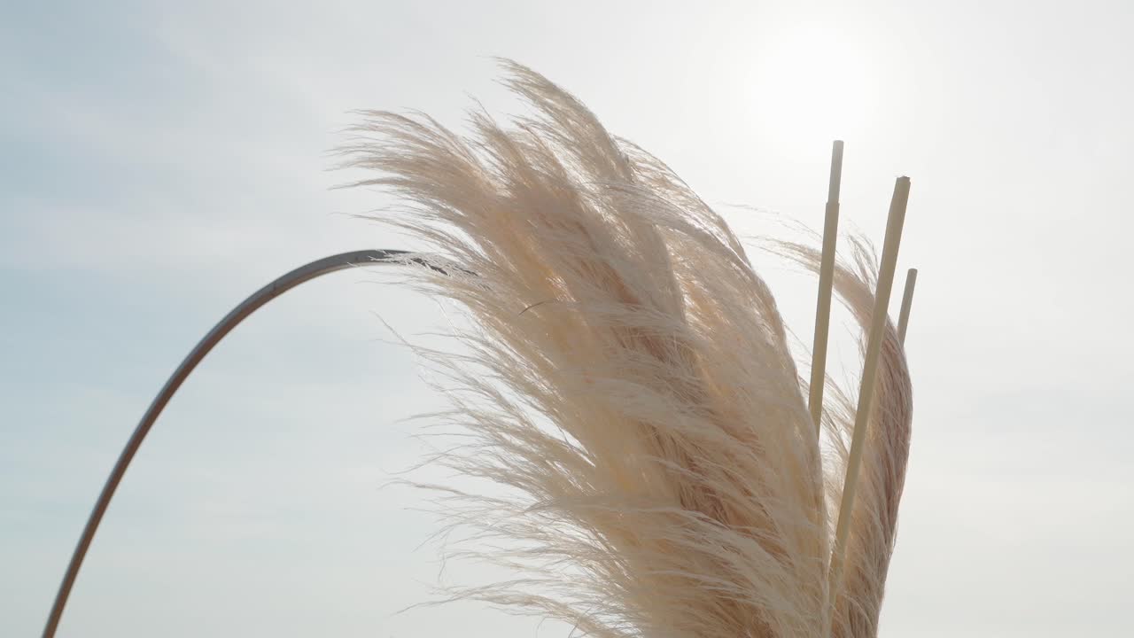 elegant beige pampas grass moves gently with breeze in warm coastal light