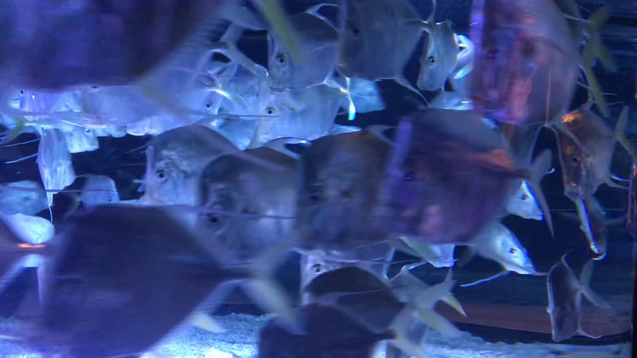 원을 그리며 헤엄치는 "룩다운"이라고 불리는 반짝이는 납작한 은색 물고기