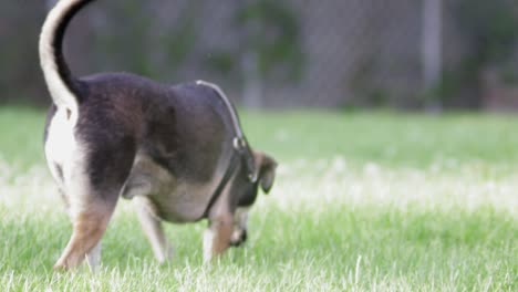 A-large-dog-sniffing-around-and-exploring-in-the-grass