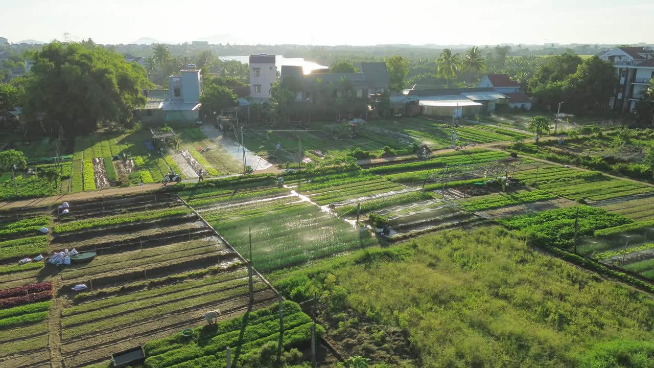 Drone video showcasing green urban farms in Da Nang, Vietnam. Sunlit fields and distant buildings create a vibrant scene, blending agriculture and urban life in panoramic beauty