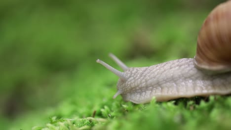 Helix-pomatia-also-Roman-snail,-Burgundy-snail