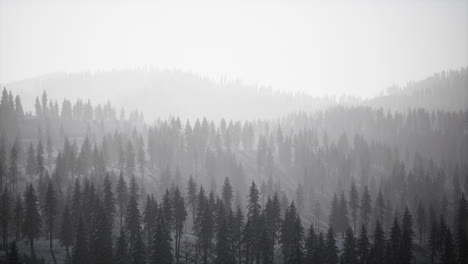 Misty-fog-in-pine-forest-on-mountain-slopes