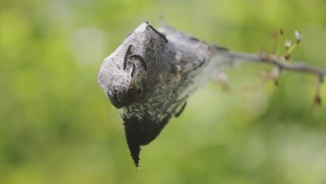 Larva-cocoon-in-the-middle-of-nature