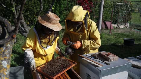 una pareja de apicultores mayores fumando las colmenas de abejas mientras la rutina de gestión de la atención, italia central