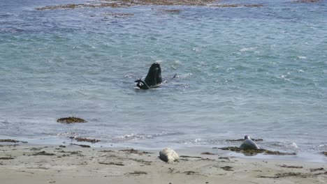 sea lions fighting in ocean