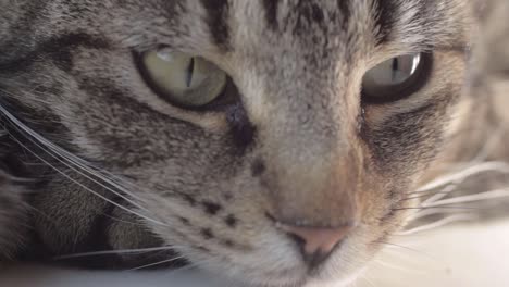 alert young striped tabby cat portrait macro shot of face