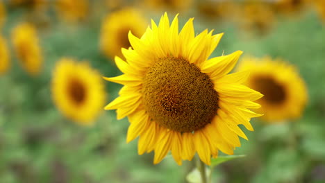 blossoming beautiful sunflower in the field. tender yellow petals moving slightly in the wind. close up. blurred backdrop.