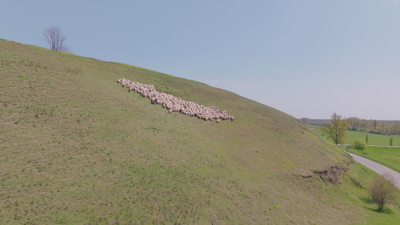 Sheep Flock on a Hill