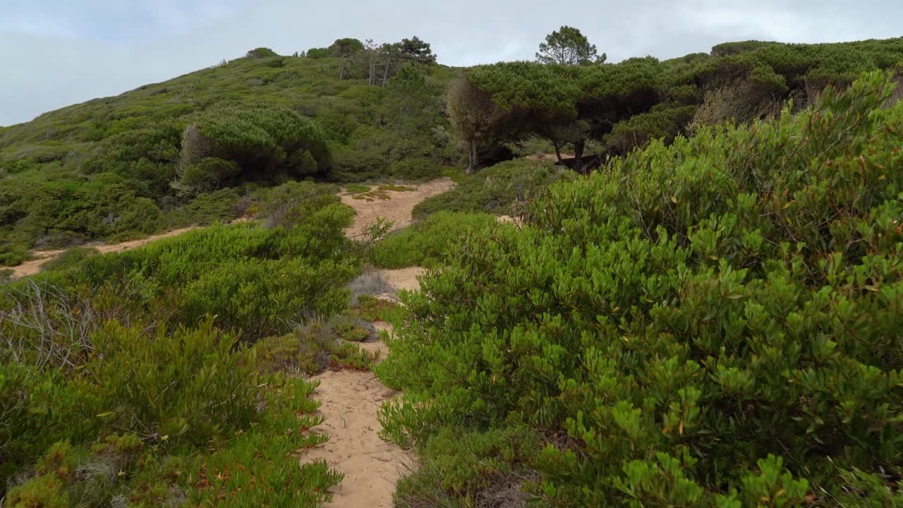 la vegetación crece en la colina de gruta da adraga cerca del océano atlántico
