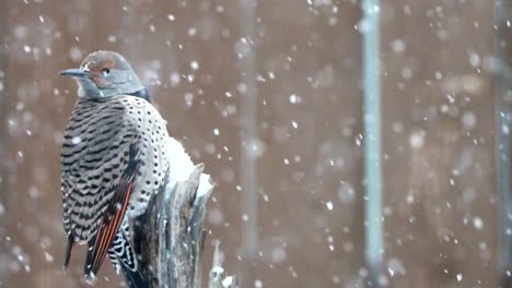 northern flicker perched on a tree stump in a snow storm