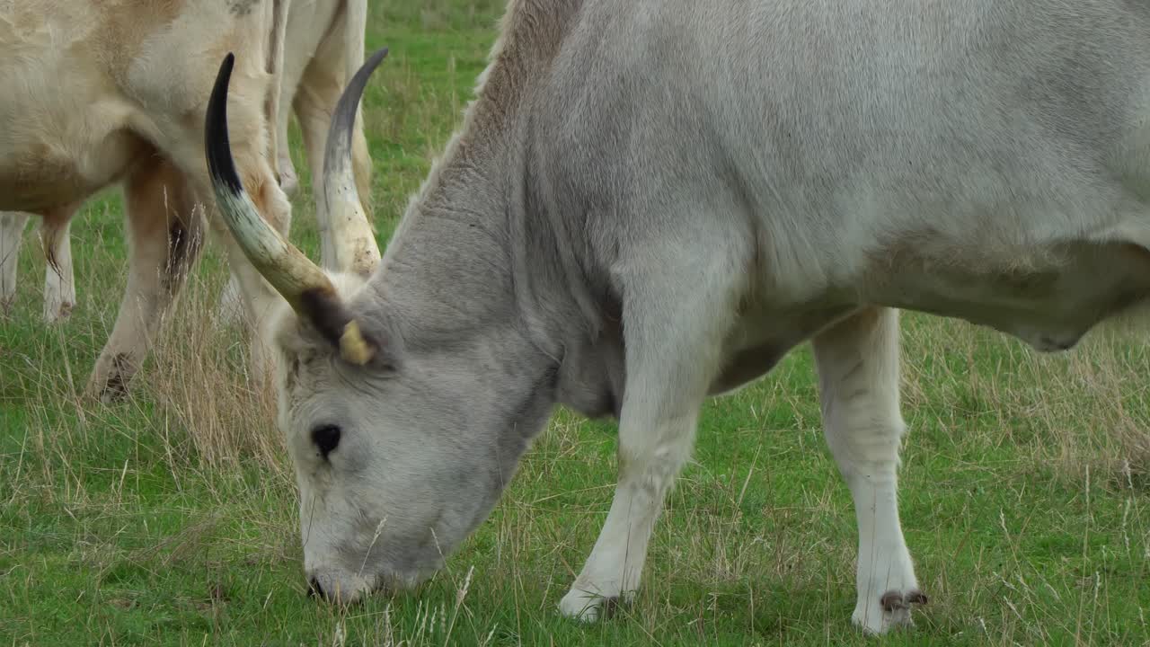 Close-up of a Hungarian grey cattle eating grass in its natural habitat in Hortobágy, Hungary
