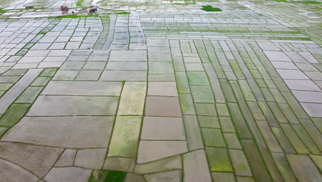 Vista-Aérea-De-Los-Arrozales-Inundados-Con-Agua-Del-Monzón