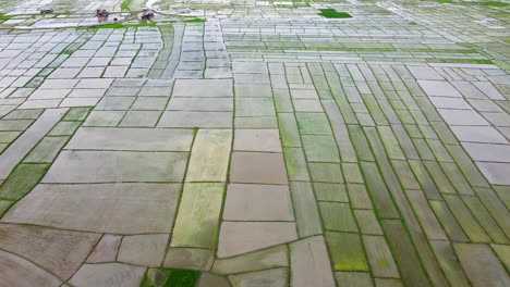 vista aérea de los arrozales inundados con agua del monzón