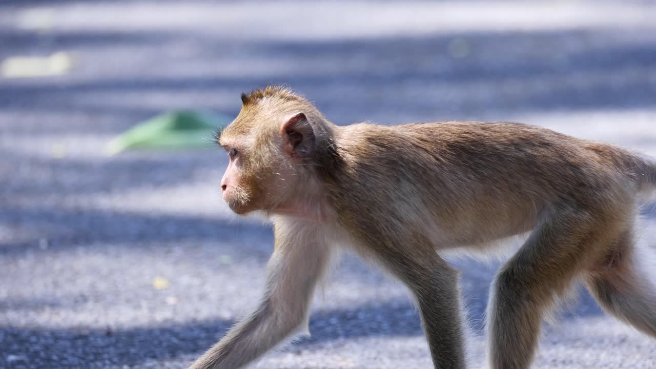 joven mono caminando por el suelo