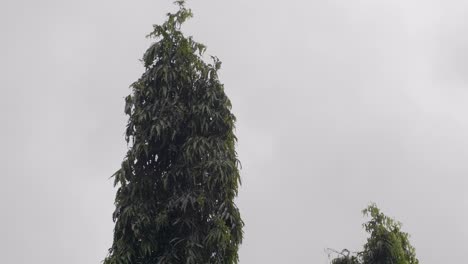 tall, green trees sway gently in the wind, contrasting with the gray sky