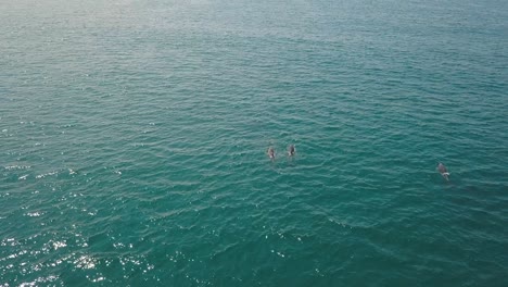 aerial: family pod of dolphins swimming in cornwall coastal waters, uk