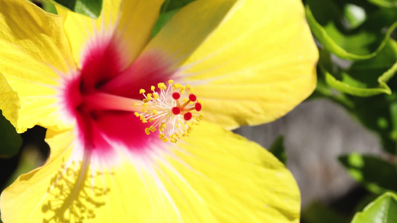 Primo piano di un vivace fiore di ibisco giallo.