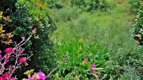 árboles, arbustos y hierbas impregnan este campo verde típico de las tierras altas en la ciudad de puerto princesa, la ciudad más occidental de filipinas respetuosa con el medio ambiente