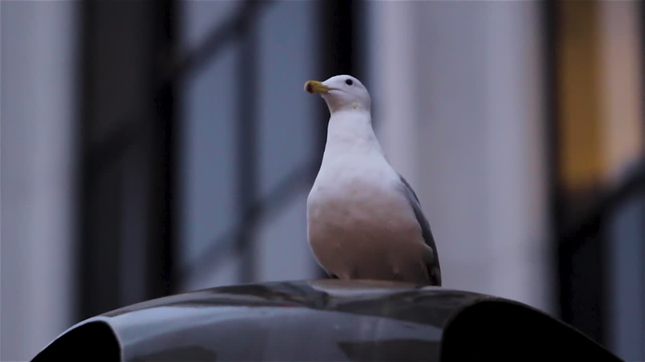 gaviota volando desde una cornisa en cámara lenta