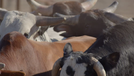 Los-Toros-Se-Empujan-Unos-Contra-Otros-En-Un-Conducto-De-Metal-Apretado-Antes-De-Un-Evento-De-Rodeo-En-Texas