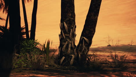 desert palm trees sunset