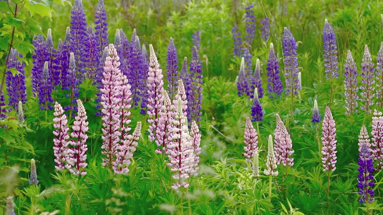 Lupins growing wild, breeze gently blows them.