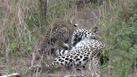 vista cercana del leopardo descansando en la hierba alta con un cachorro que se aleja