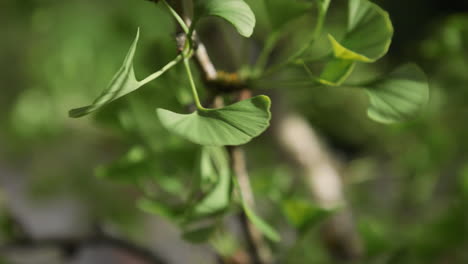 gingko tree leaves version 2. 10sec-24fps