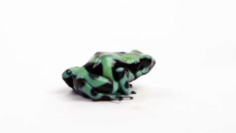 poisonous dart frog close up croaking - isolated on white background - side profile