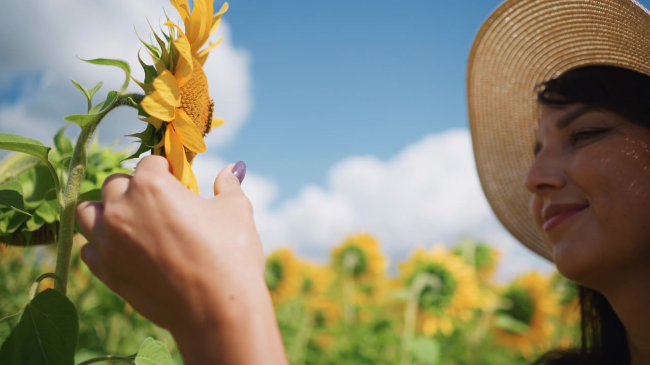 Primo piano di una donna che tiene delicatamente ed esamina girasoli in piena fioritura in un vasto campo sotto un cielo azzurro brillante con nuvole sparse. La sua mano, adornata con smalto viola, con cura...