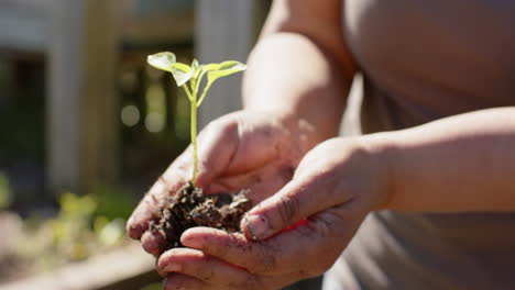 Mittelteil-Einer-älteren-Frau-Mit-Gemischter-Abstammung,-Die-Einen-Setzling-Im-Sonnigen-Garten-Hält,-Zeitlupe