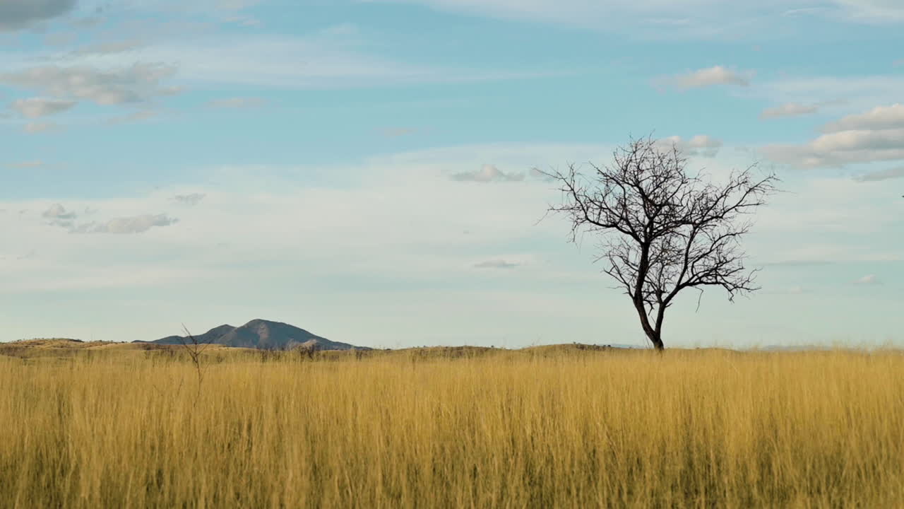 Ensomt tre på en mark i et Arizona-landskap – sakte film.