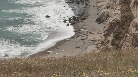 High-angle-wide-shot-of-a-hillside-full-of-wildflowers-and-native-grasses