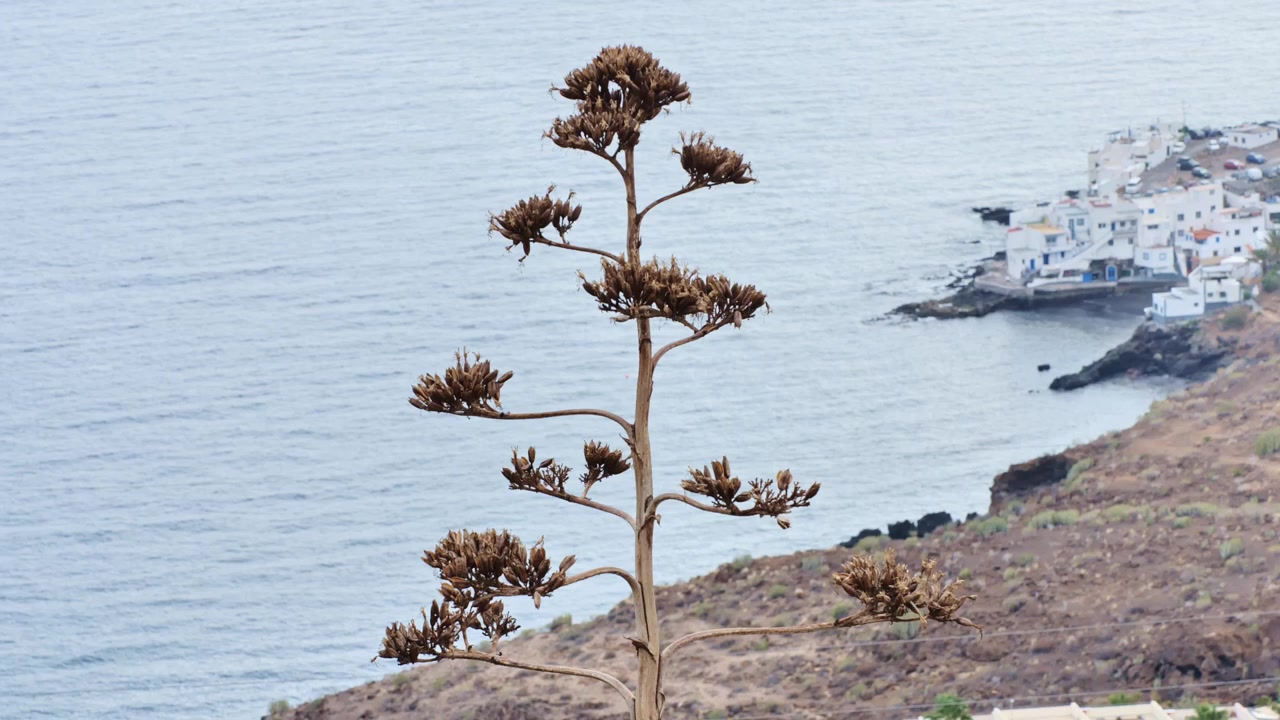 Ørkenagave-silhuet over kystlandsby på Tenerife, De Kanariske Øer