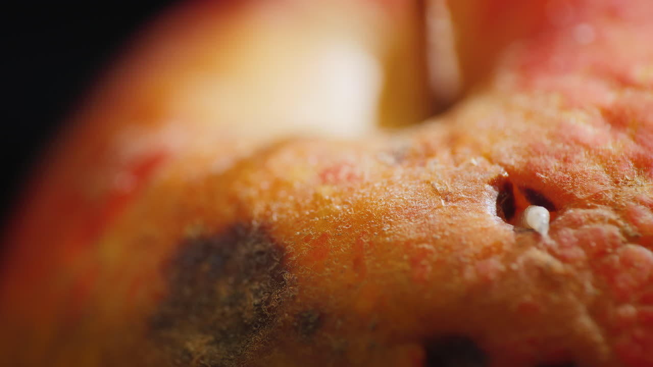 gusano sale de una manzana podrida 1