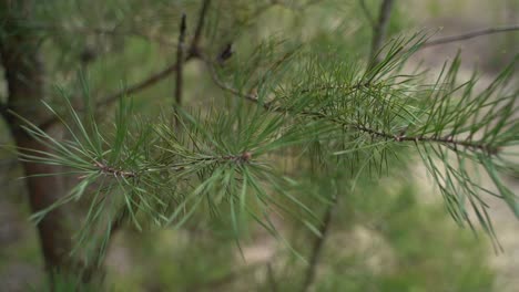 close-up of a pine tree branch.