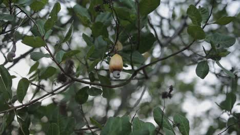 Eine-Einzelne-Gelbe-Cashewnussfrucht-Hängt