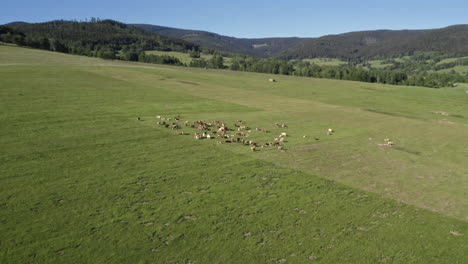 Toma-Aérea-De-4k-De-Zoom-De-Una-Manada-De-Vacas-De-Pie-En-Un-Campo-De-Hierba-En-Dolní-Morava,-Chequia,-Y-Pastando-En-Un-Día-Soleado-Con-árboles-Y-Colinas-En-El-Fondo