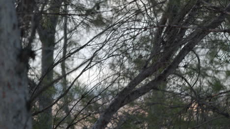 Wind-swaying-branches-of-pine-tree