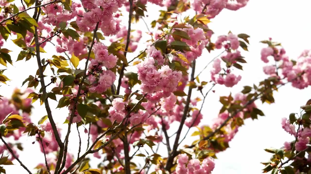 Ciliegio giapponese in fiore (Fiore Kanzan) in una giornata ventosa.