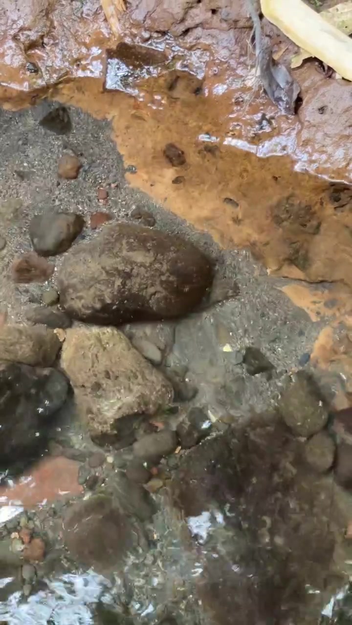 Acqua limpida che scorre sulle rocce in un piccolo ruscello