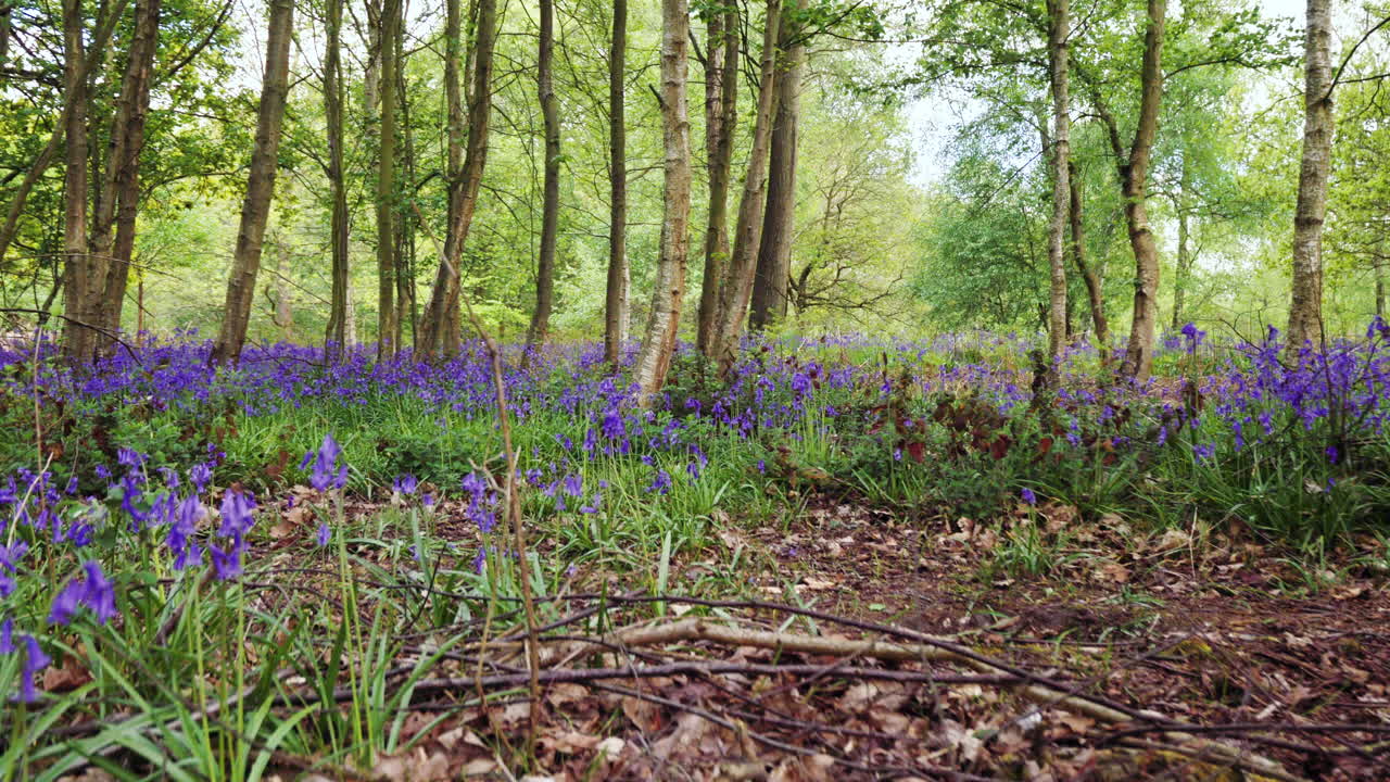 Side view of man walking though forest with bluebells