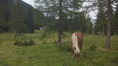 a brown horse with a blond mane eats grass on a meadow with trees