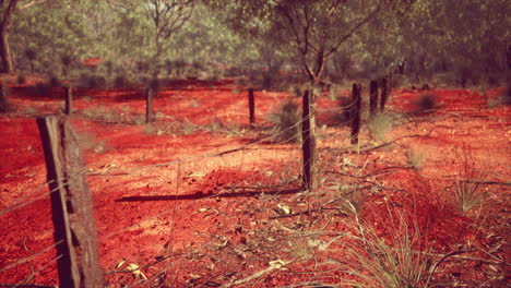 orange-scrubby-sands-wire-fence-and-small-trees